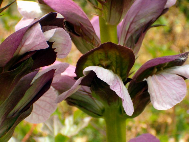 Acanthus mollis / Acanto comune, Branca orsina